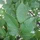 Habry - Carpinus