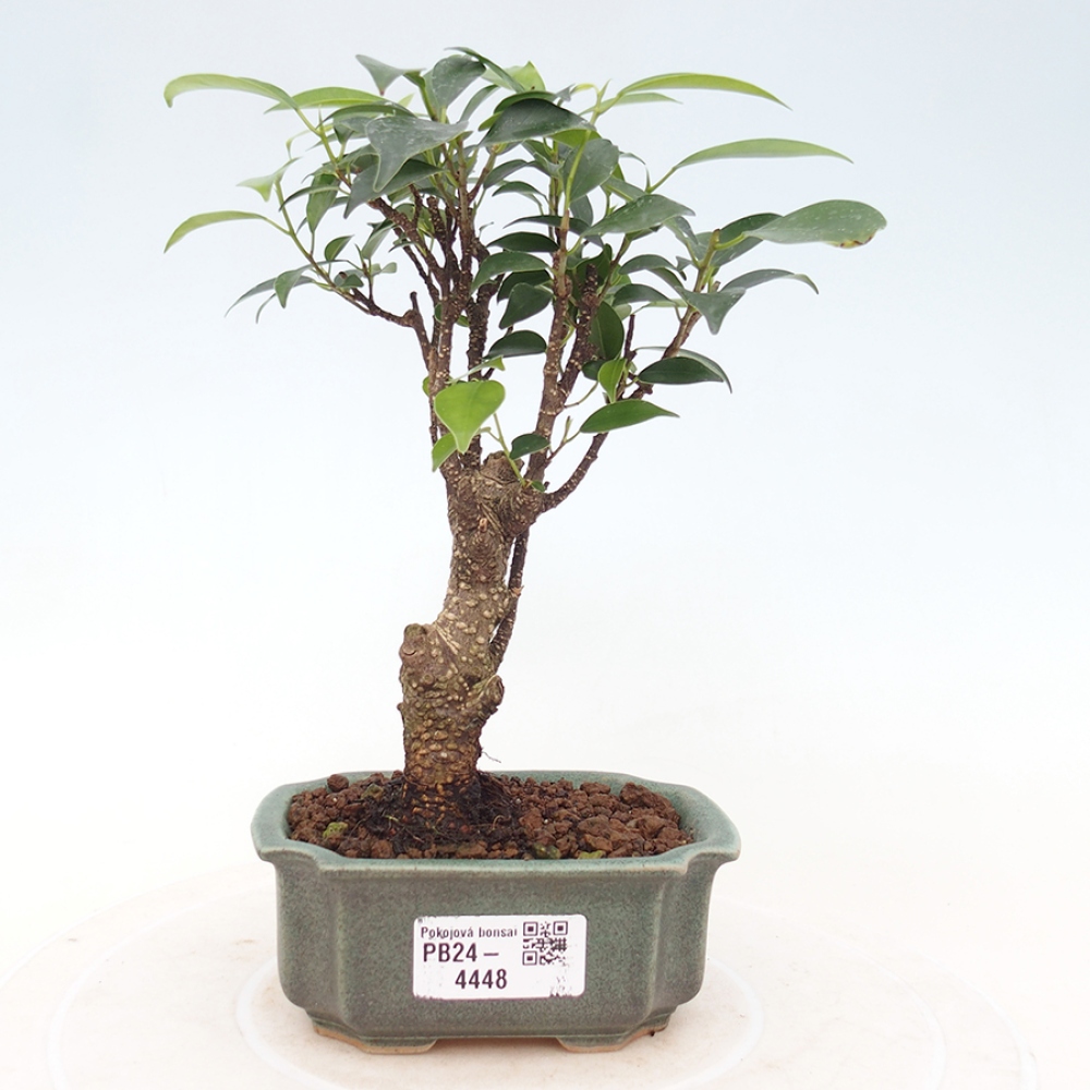 Pokojová bonsai Ficus retusa kimmen