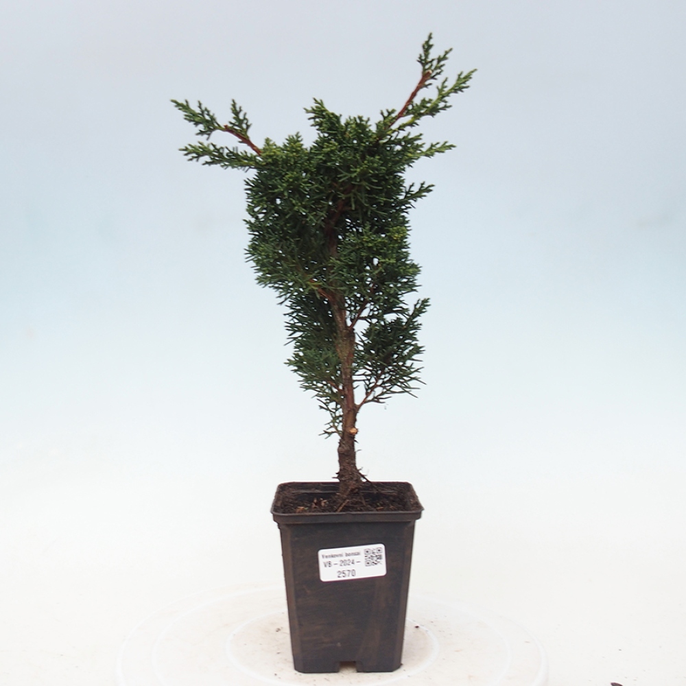 Venkovní bonsai - Juniperus chinensis Kishu -Jalovec čínský