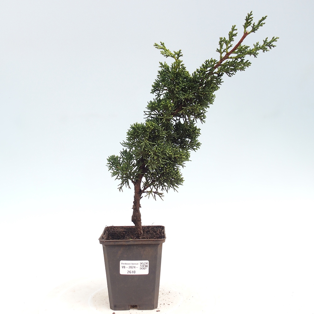 Venkovní bonsai - Juniperus chinensis Kishu -Jalovec čínský