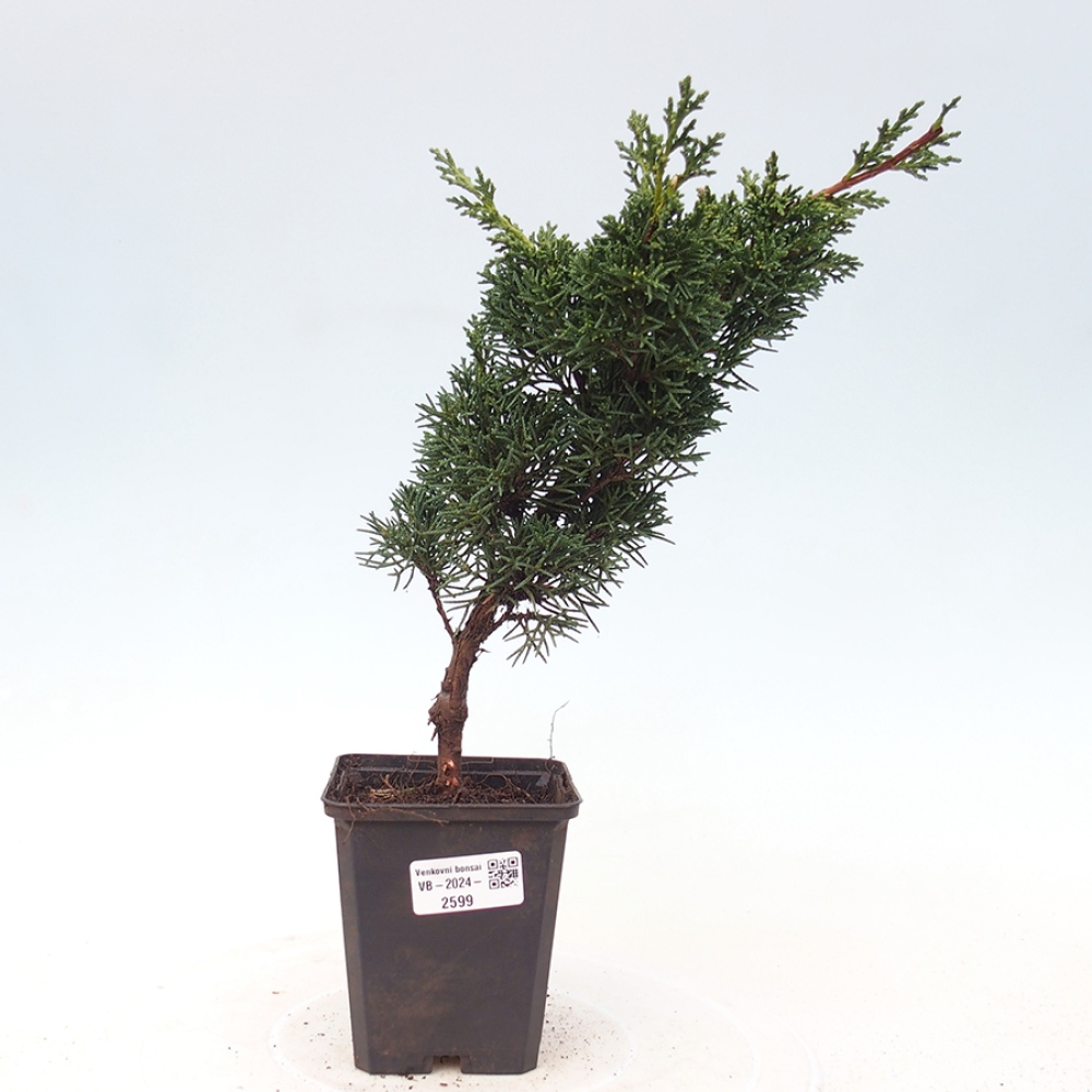 Venkovní bonsai - Juniperus chinensis Kishu -Jalovec čínský