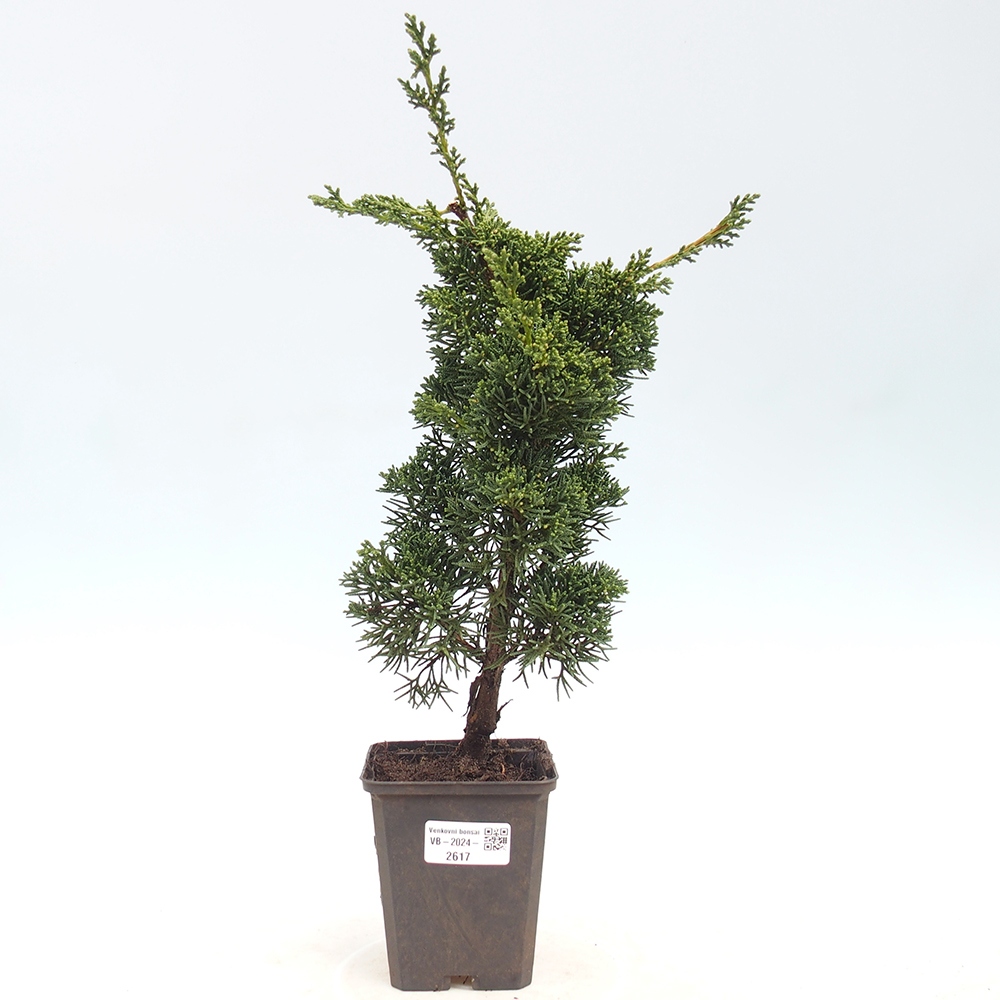 Venkovní bonsai - Juniperus chinensis Kishu -Jalovec čínský