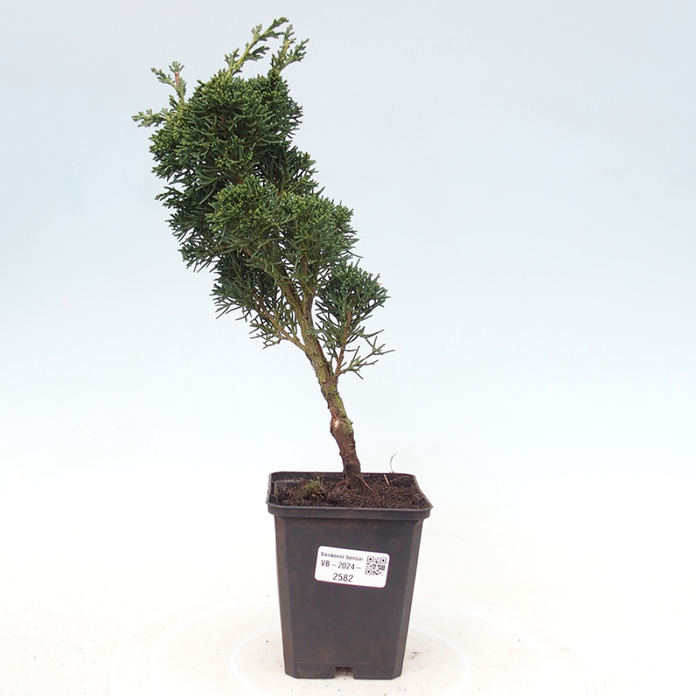 Venkovní bonsai - Juniperus chinensis Kishu -Jalovec čínský