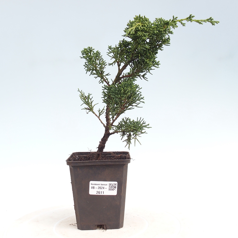 Venkovní bonsai - Juniperus chinensis Kishu -Jalovec čínský