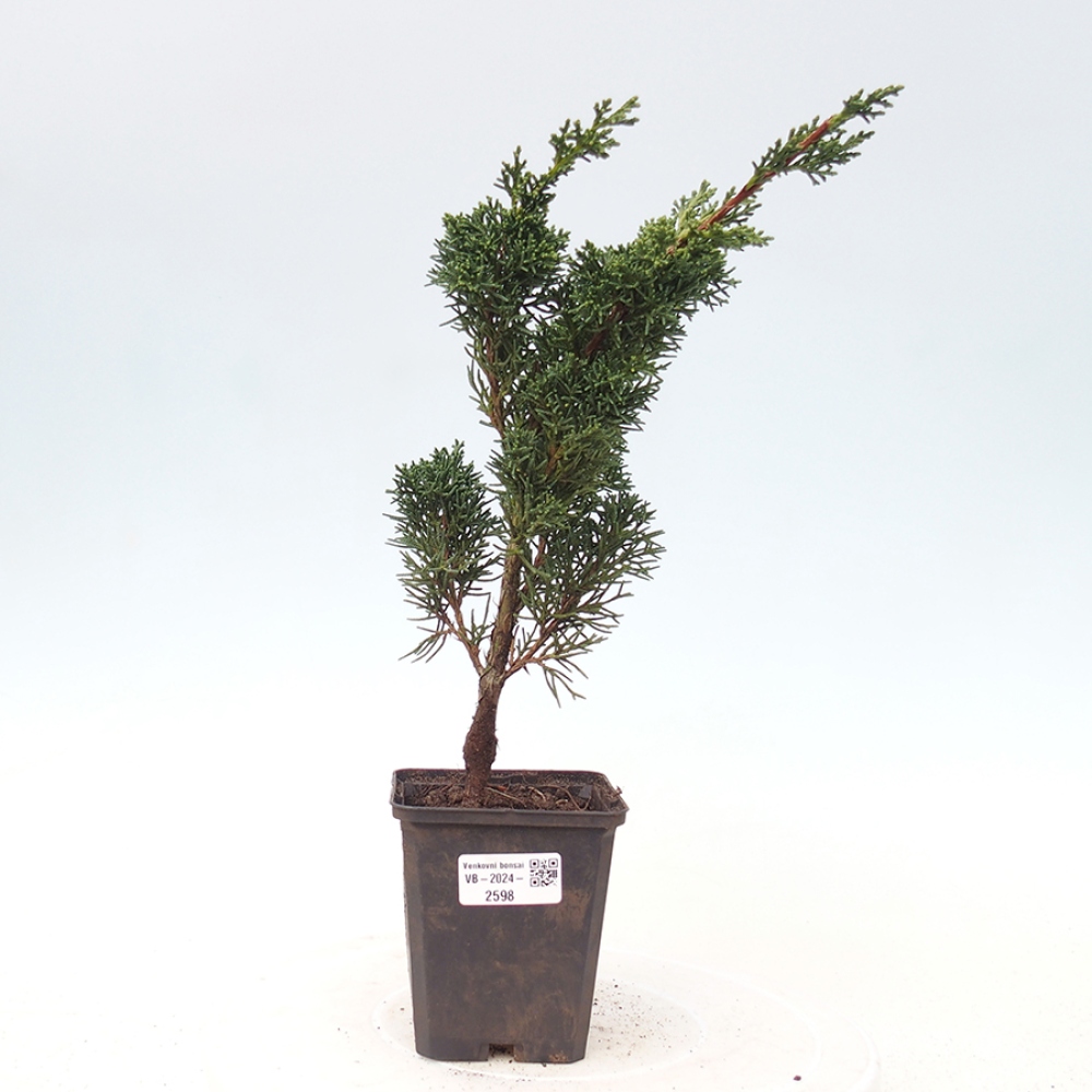 Venkovní bonsai - Juniperus chinensis Kishu -Jalovec čínský