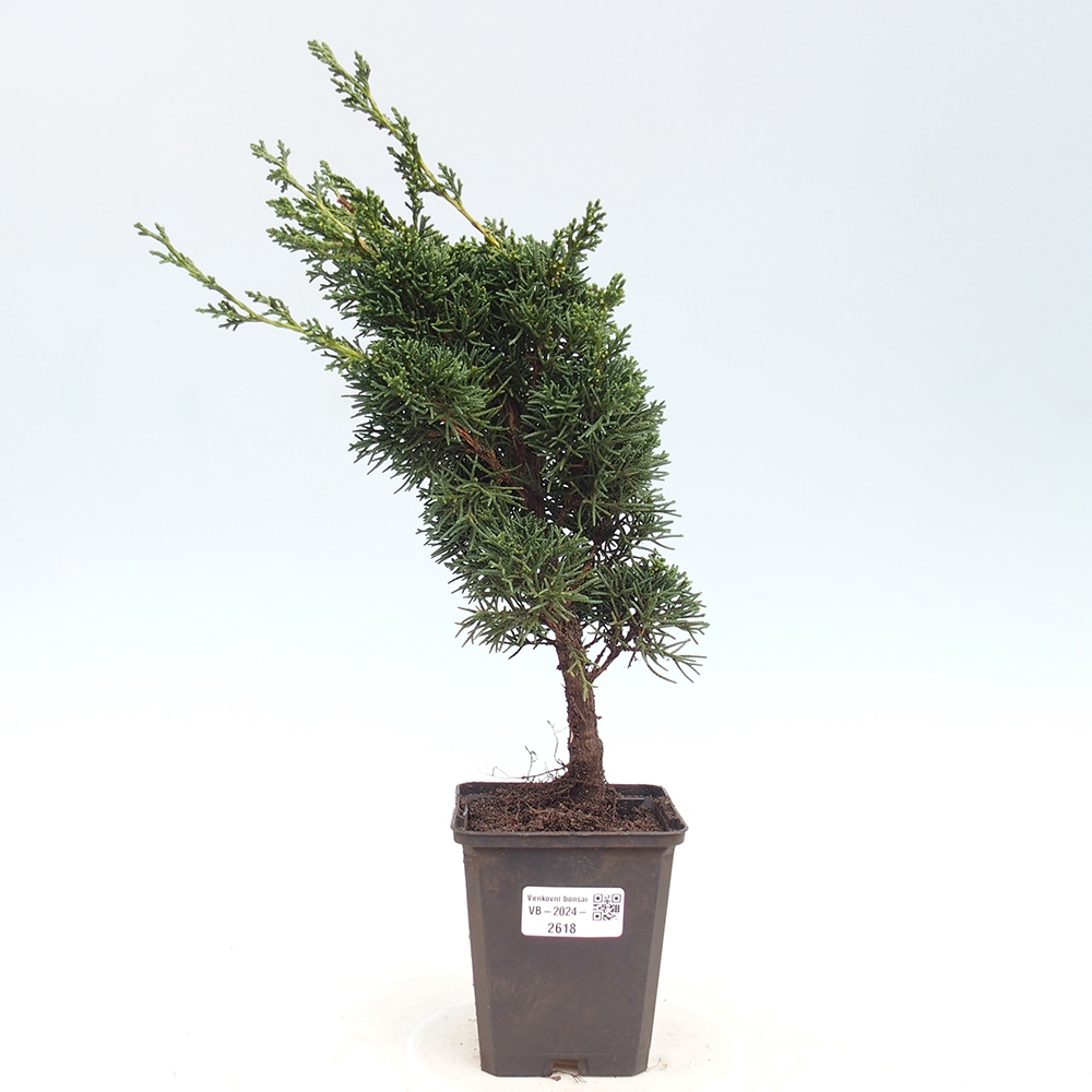 Venkovní bonsai - Juniperus chinensis Kishu -Jalovec čínský