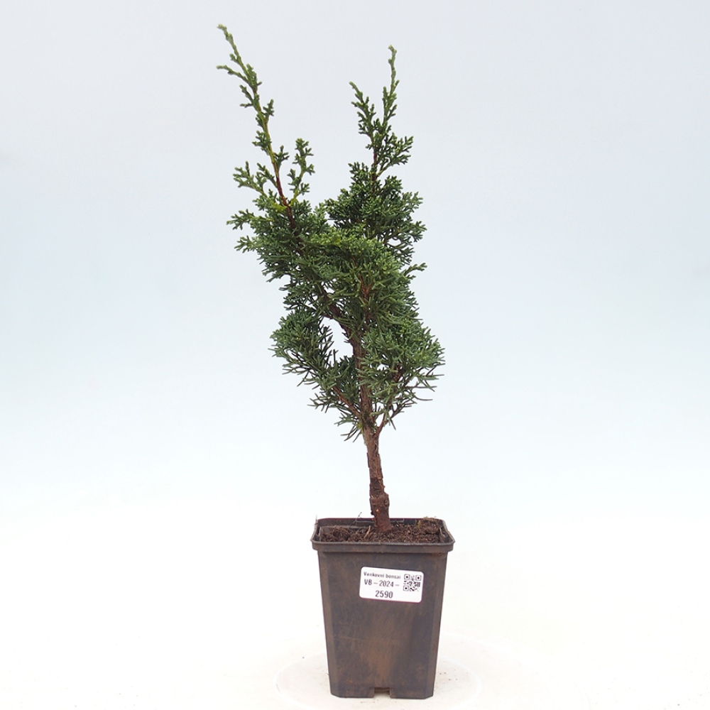 Venkovní bonsai - Juniperus chinensis Kishu -Jalovec čínský