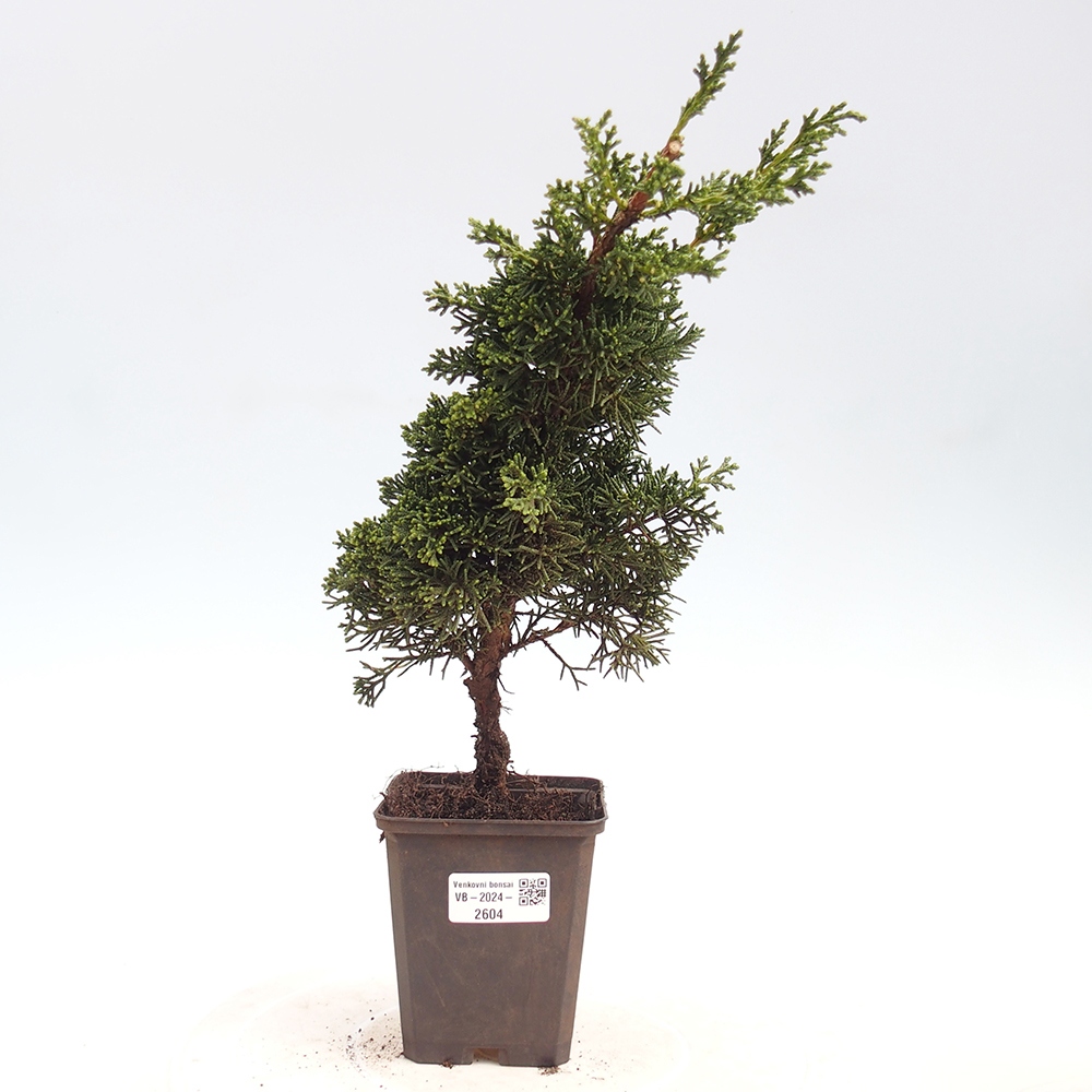 Venkovní bonsai - Juniperus chinensis Kishu -Jalovec čínský