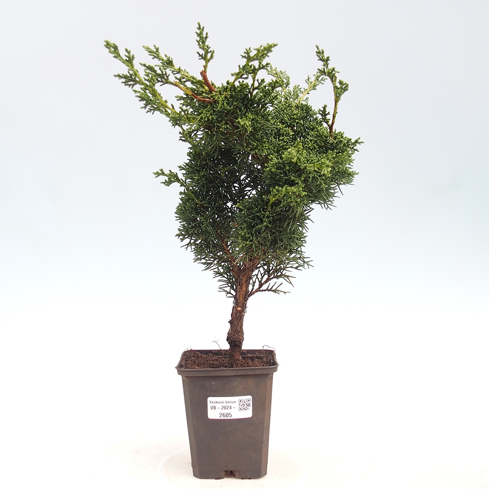 Venkovní bonsai - Juniperus chinensis Kishu -Jalovec čínský