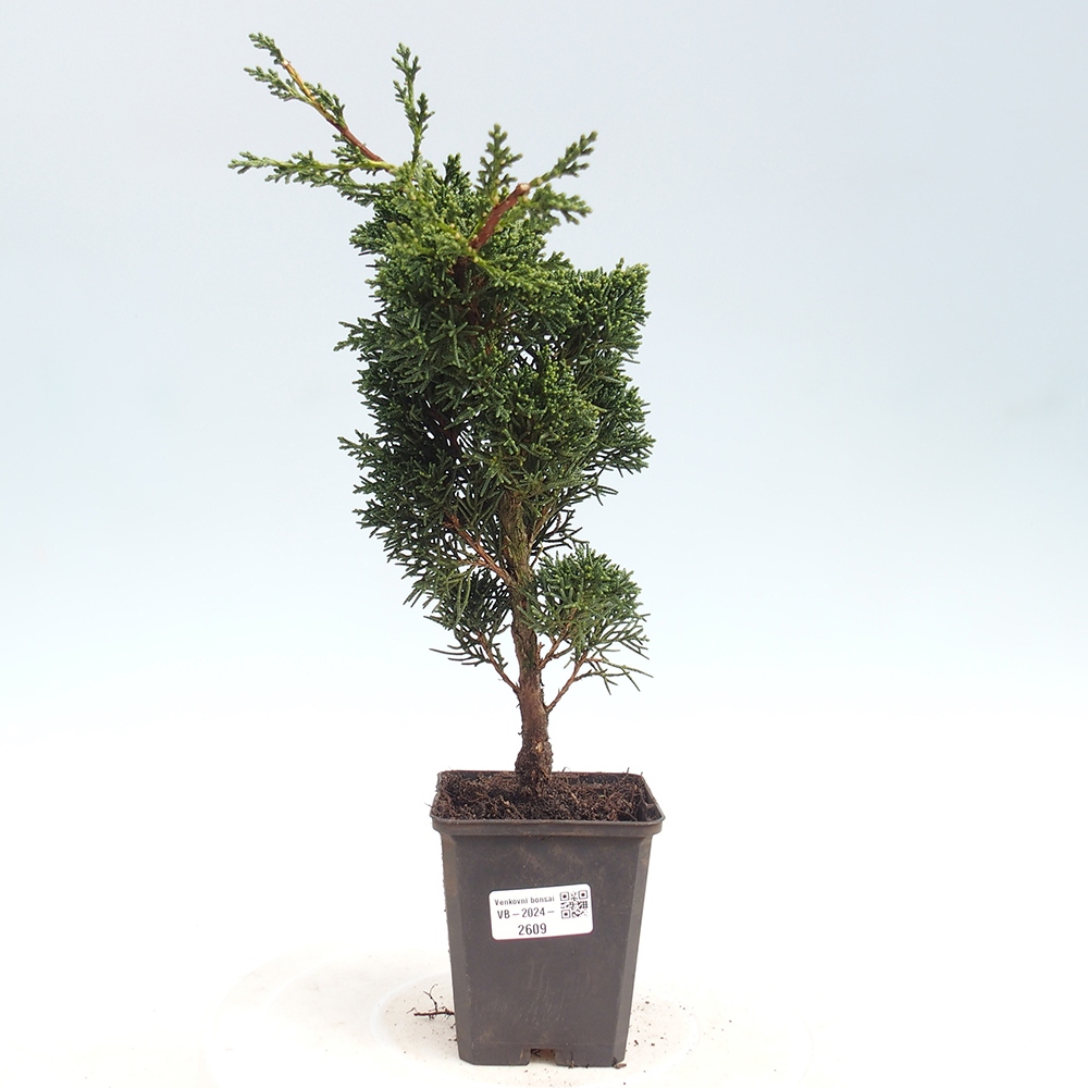 Venkovní bonsai - Juniperus chinensis Kishu -Jalovec čínský