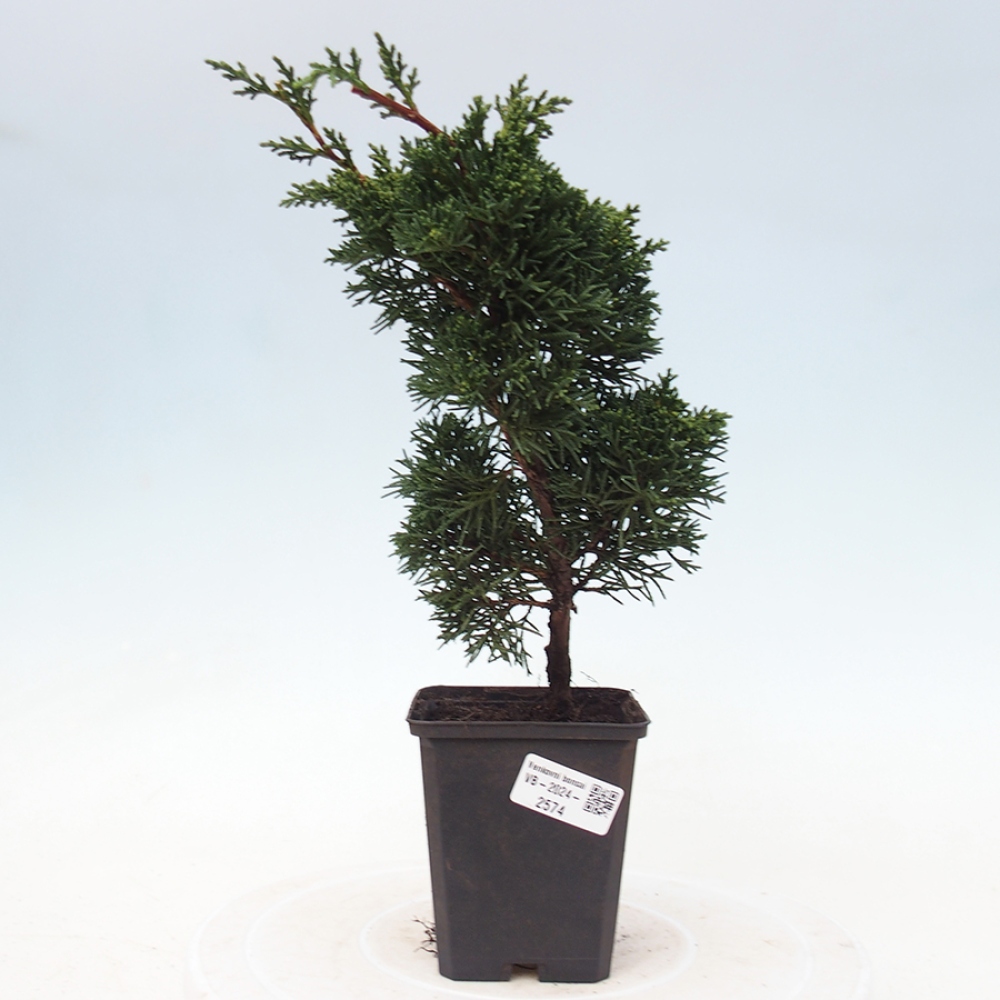 Venkovní bonsai - Juniperus chinensis Kishu -Jalovec čínský