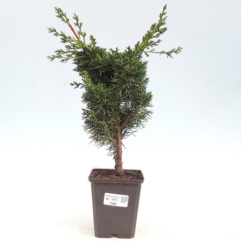 Venkovní bonsai - Juniperus chinensis Kishu -Jalovec čínský