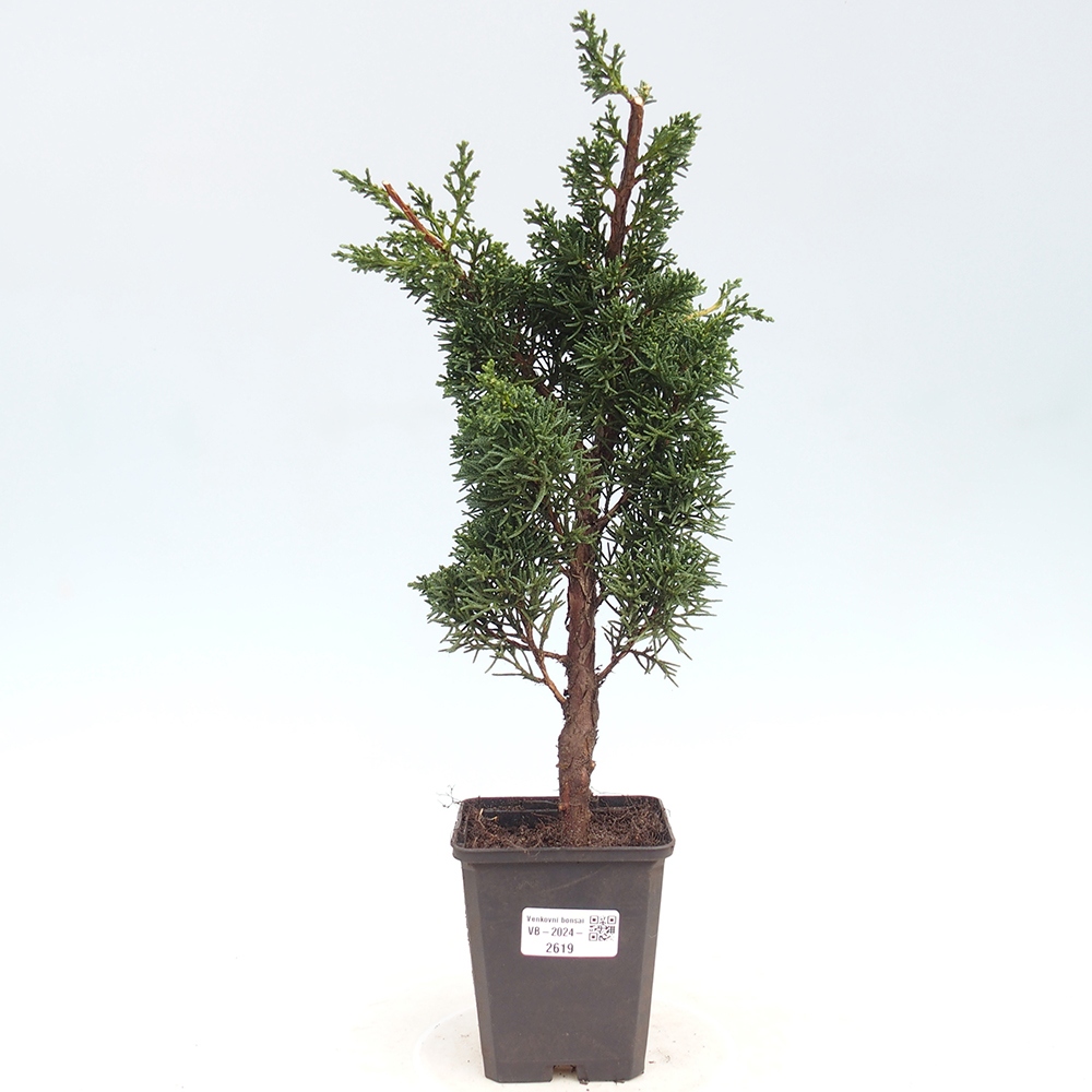 Venkovní bonsai - Juniperus chinensis Kishu -Jalovec čínský