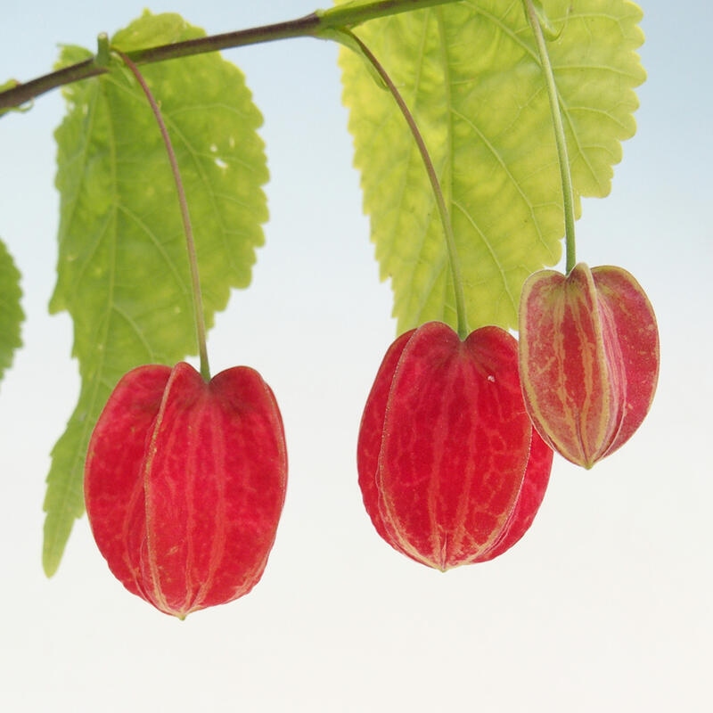 Abutilon Big Bell - Mračňák poříční v kontejneru