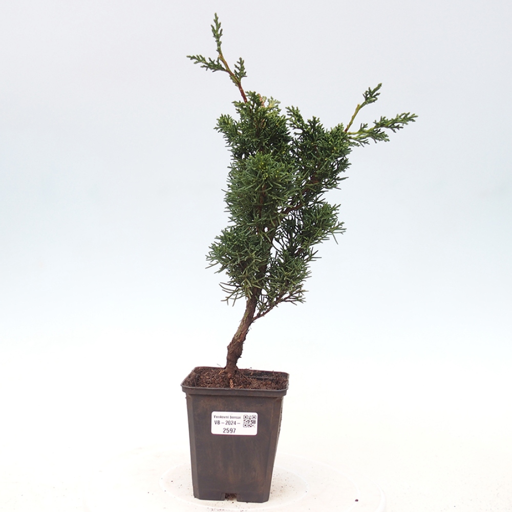 Venkovní bonsai - Juniperus chinensis Kishu -Jalovec čínský