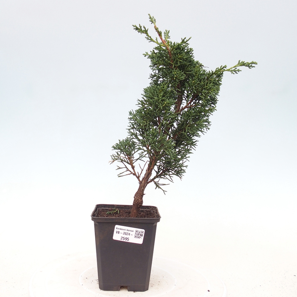 Venkovní bonsai - Juniperus chinensis Kishu -Jalovec čínský