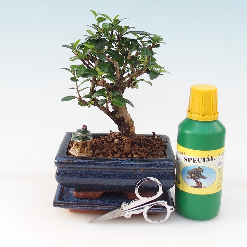 Bonsai dárková sada  -  Čaj- fuki - Carmona microphylla