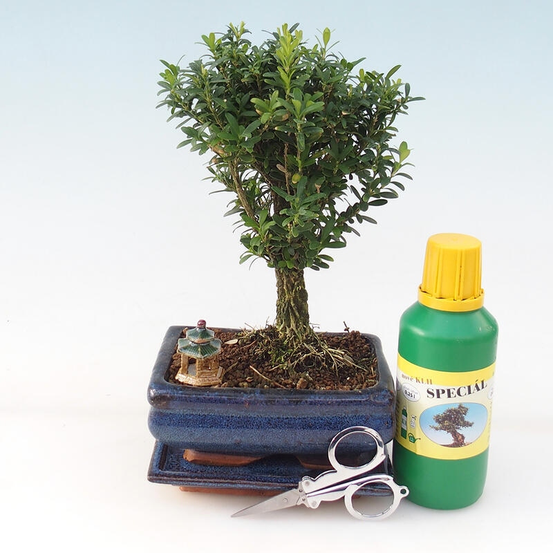 Bonsai dárková sada - Korkový buxus - Buxus harlandii