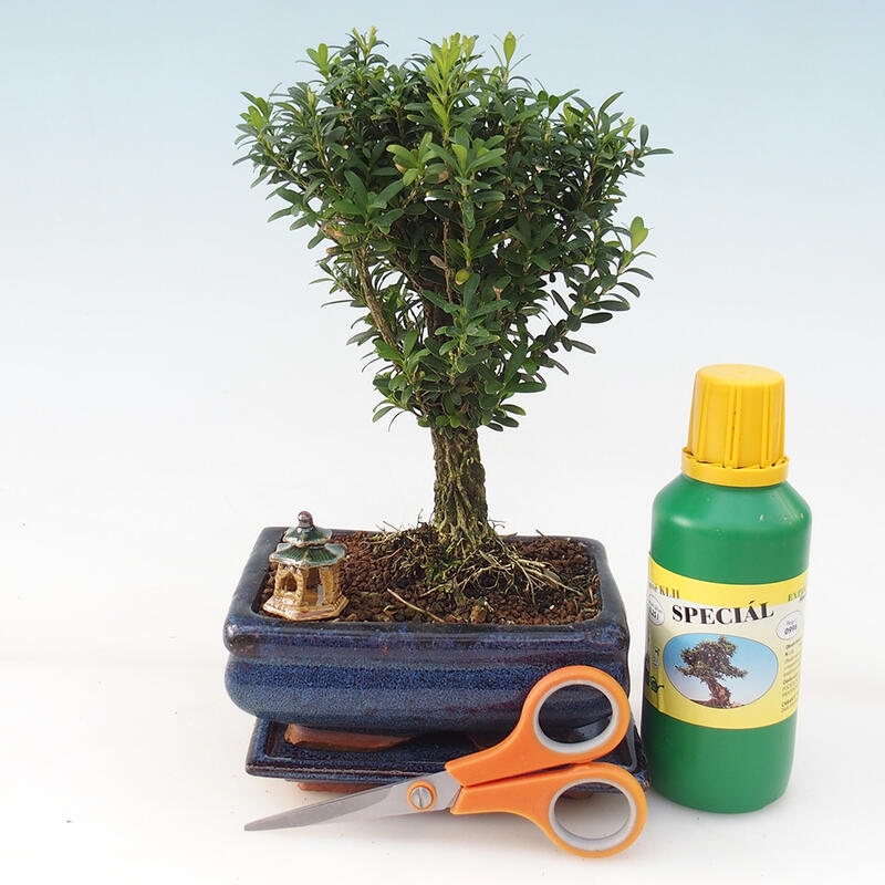 Bonsai dárková sada pro holky - Korkový buxus - Buxus harlandii