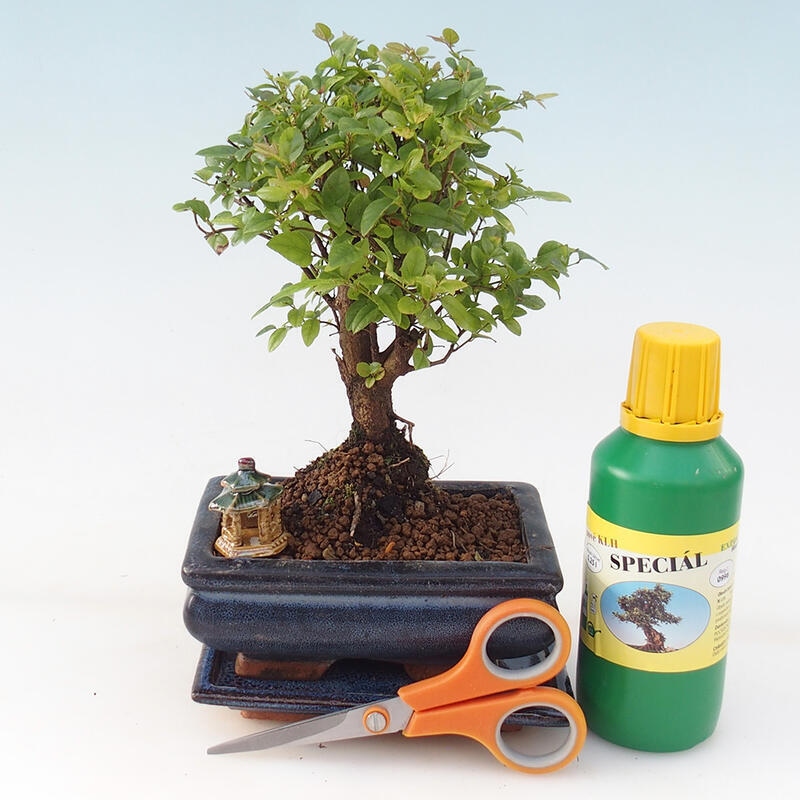 Bonsai dárková sada pro holky - Sagerecie čajová - Sageretia thea