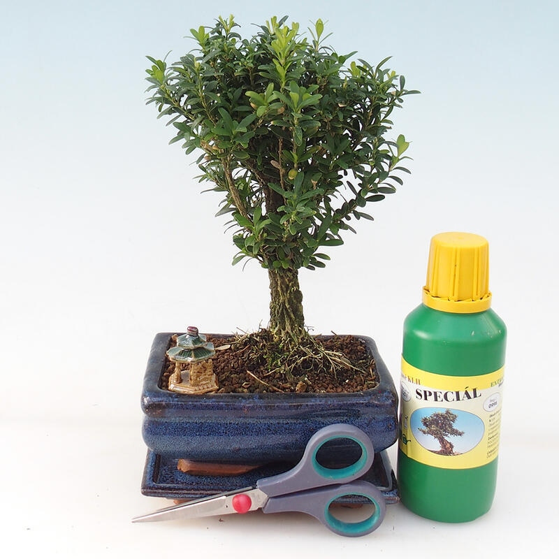 Bonsai dárková sada pro kluky - Korkový buxus - Buxus harlandii