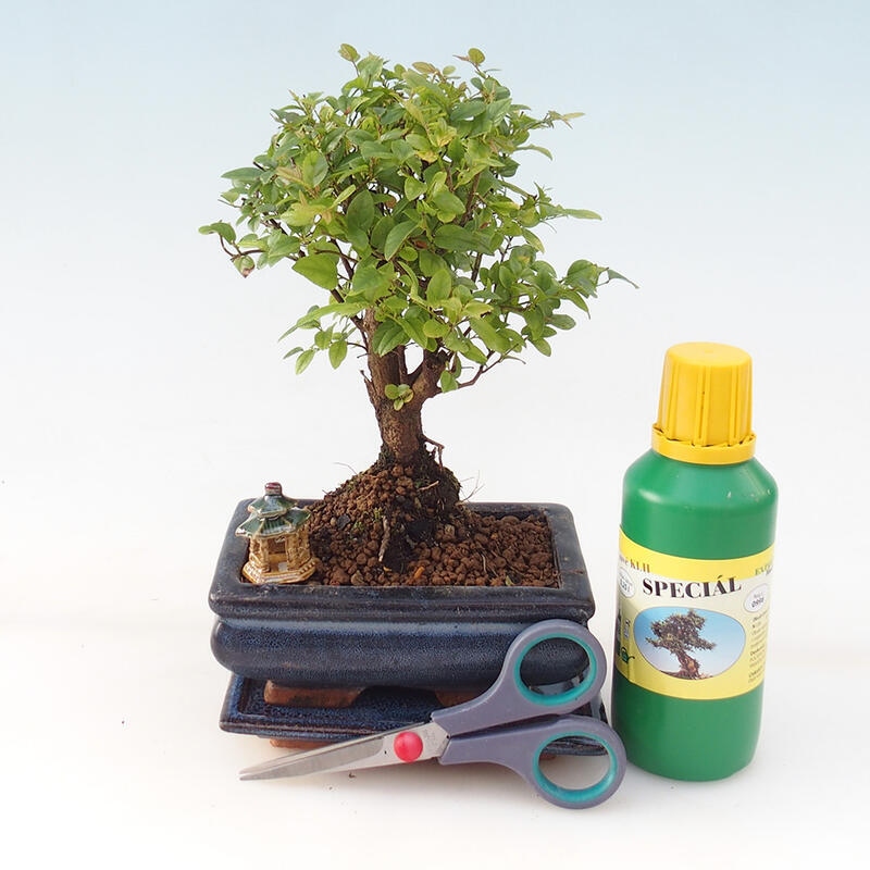 Bonsai dárková sada pro kluky - Sagerecie čajová - Sageretia thea