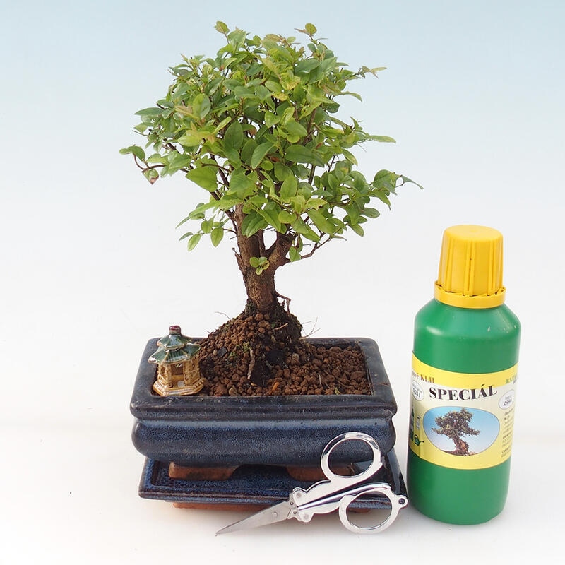 Bonsai dárková sada - Sagerecie čajová - Sageretia thea