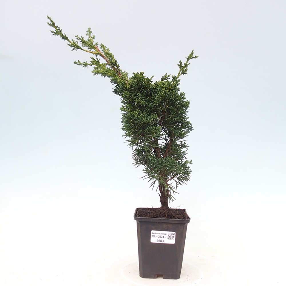 Venkovní bonsai - Juniperus chinensis Kishu -Jalovec čínský