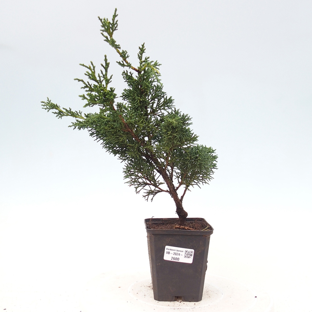 Venkovní bonsai - Juniperus chinensis Kishu -Jalovec čínský