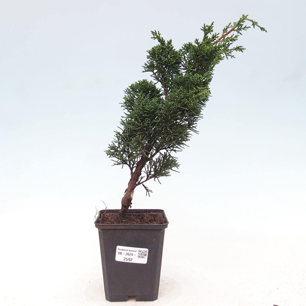 Venkovní bonsai - Juniperus chinensis Kishu -Jalovec čínský