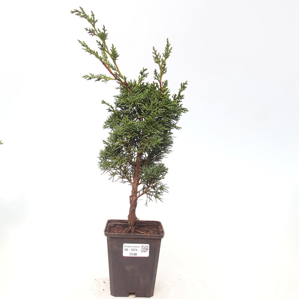 Venkovní bonsai - Juniperus chinensis Kishu -Jalovec čínský