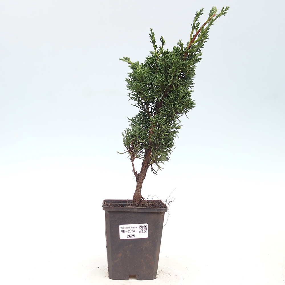 Venkovní bonsai - Juniperus chinensis Kishu -Jalovec čínský