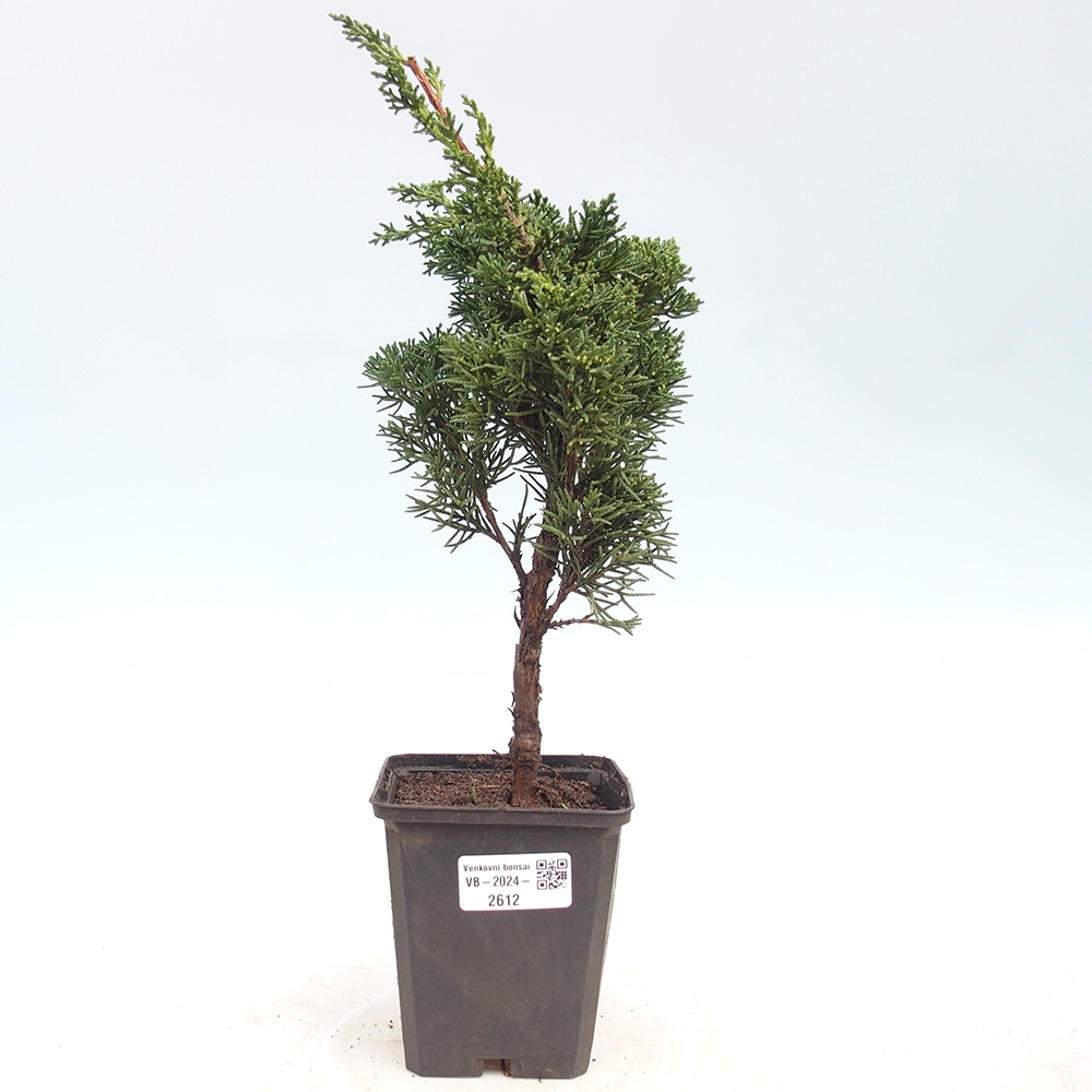 Venkovní bonsai - Juniperus chinensis Kishu -Jalovec čínský