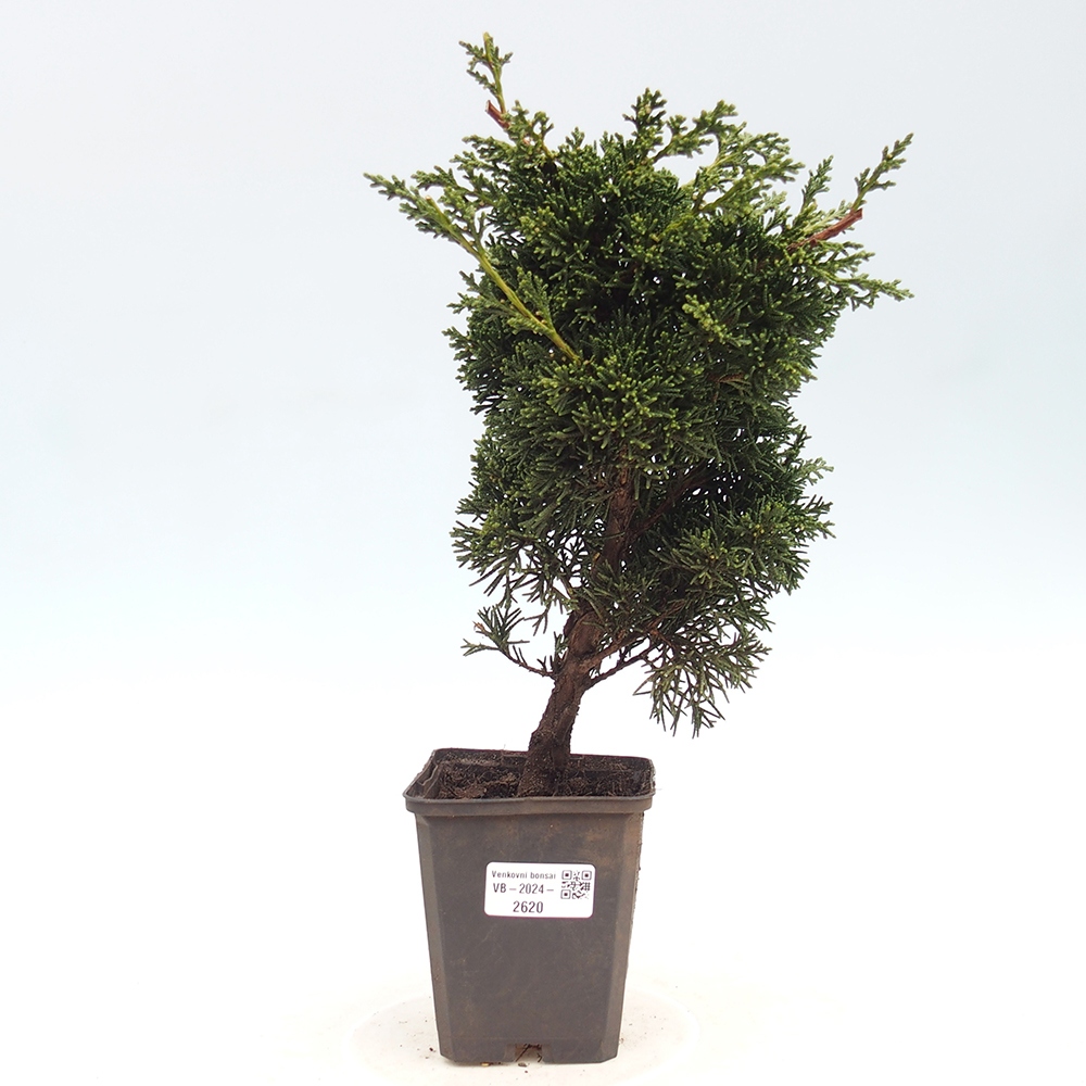 Venkovní bonsai - Juniperus chinensis Kishu -Jalovec čínský