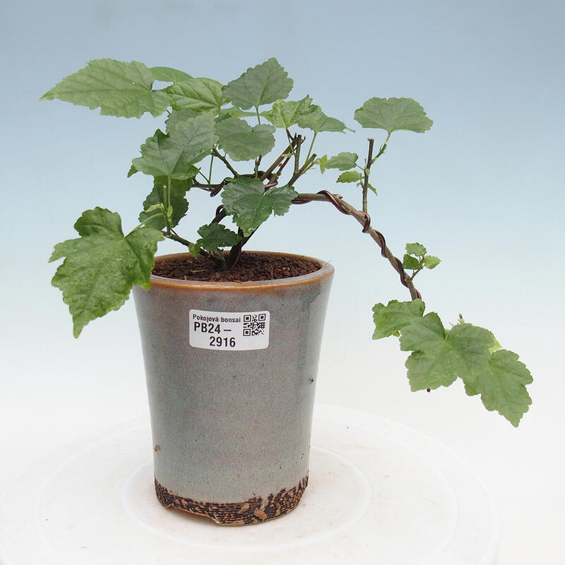 Pokojová bonsai - Abutilon Big Bell - Mračňák poříční