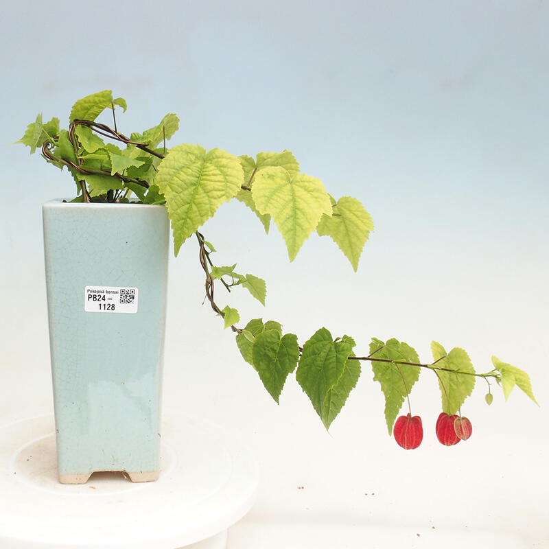 Pokojová bonsai - Abutilon Big Bell - Mračňák poříční