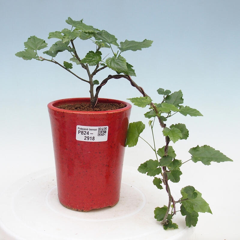 Pokojová bonsai - Abutilon Big Bell - Mračňák poříční