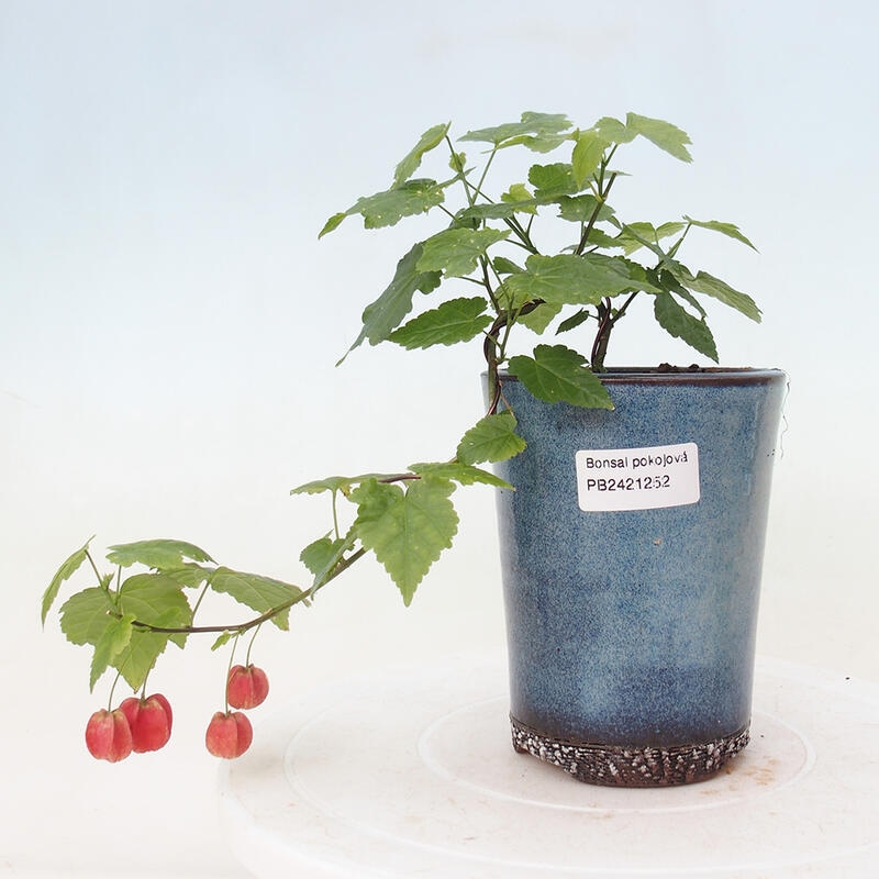 Pokojová bonsai - Abutilon Big Bell - Mračňák poříční