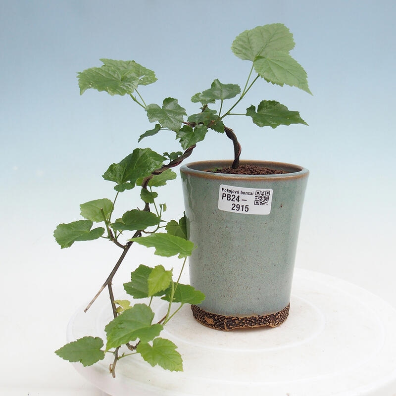 Pokojová bonsai - Abutilon Big Bell - Mračňák poříční