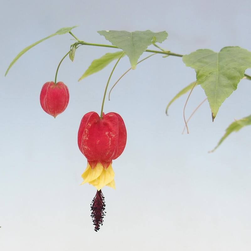 Pokojová bonsai - Abutilon Big Bell - Mračňák poříční