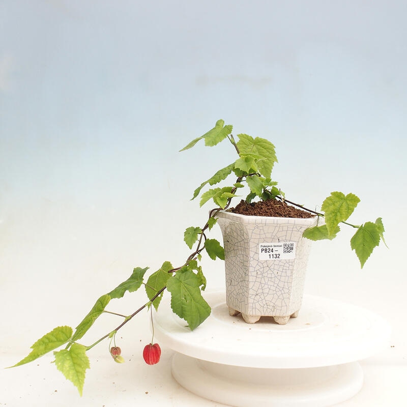 Pokojová bonsai - Abutilon Big Bell - Mračňák poříční