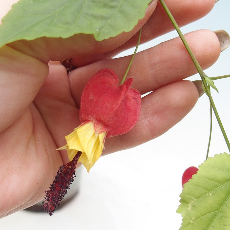 Pokojová bonsai - Abutilon Big Bell - Mračňák poříční