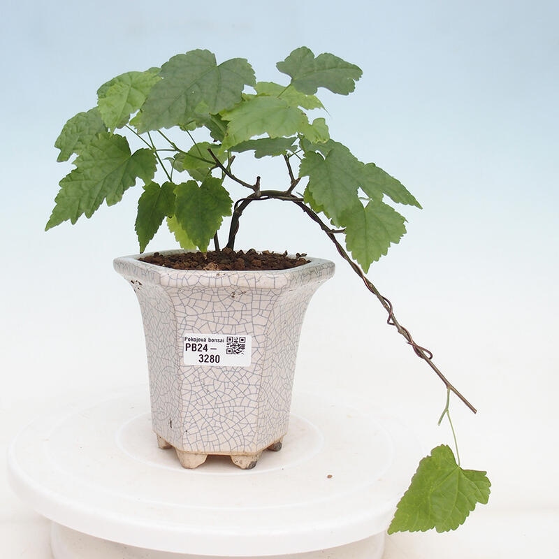 Pokojová bonsai - Abutilon Big Bell - Mračňák poříční