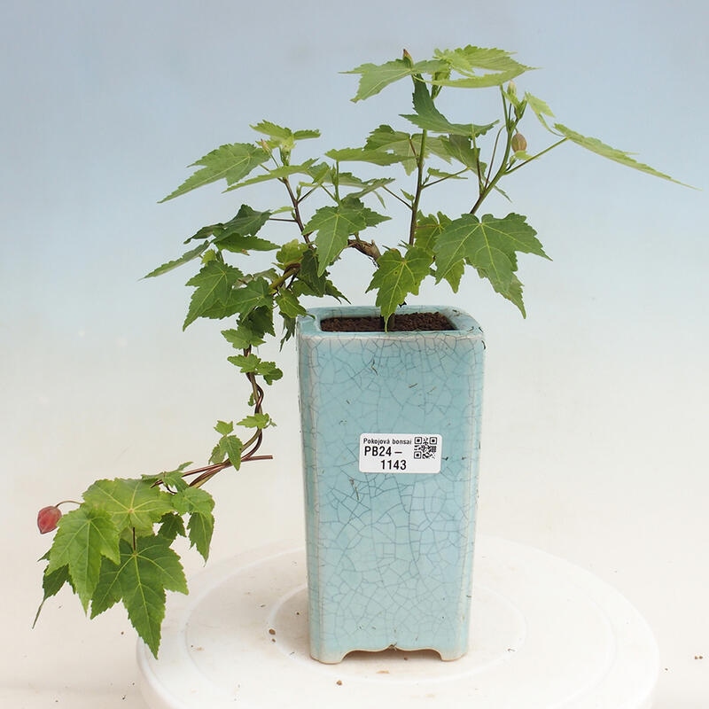 Pokojová bonsai - Abutilon Red Trumpet - Pokojová lipka