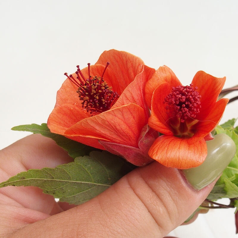 Pokojová bonsai - Abutilon Red Trumpet - Pokojová lipka