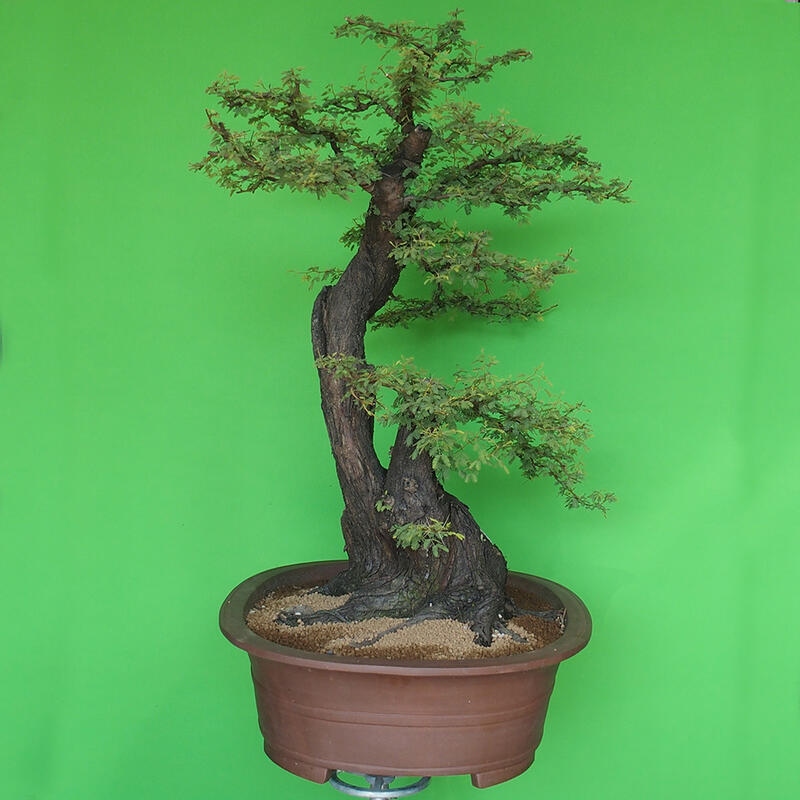 Pokojová bonsai - Akacia Arabica