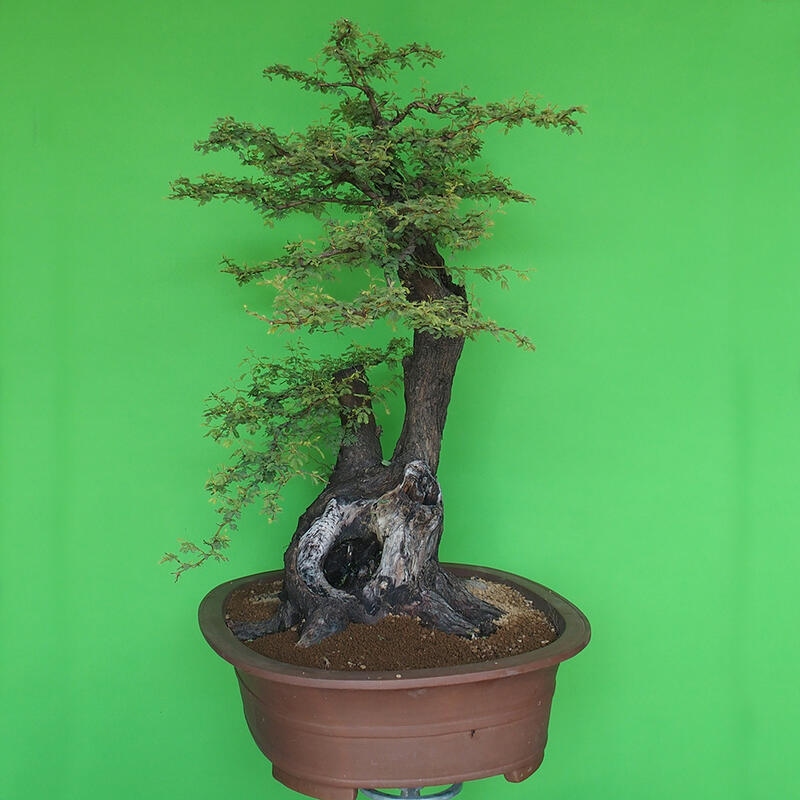 Pokojová bonsai - Akacia Arabica