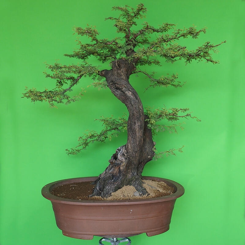 Pokojová bonsai - Akacia Arabica