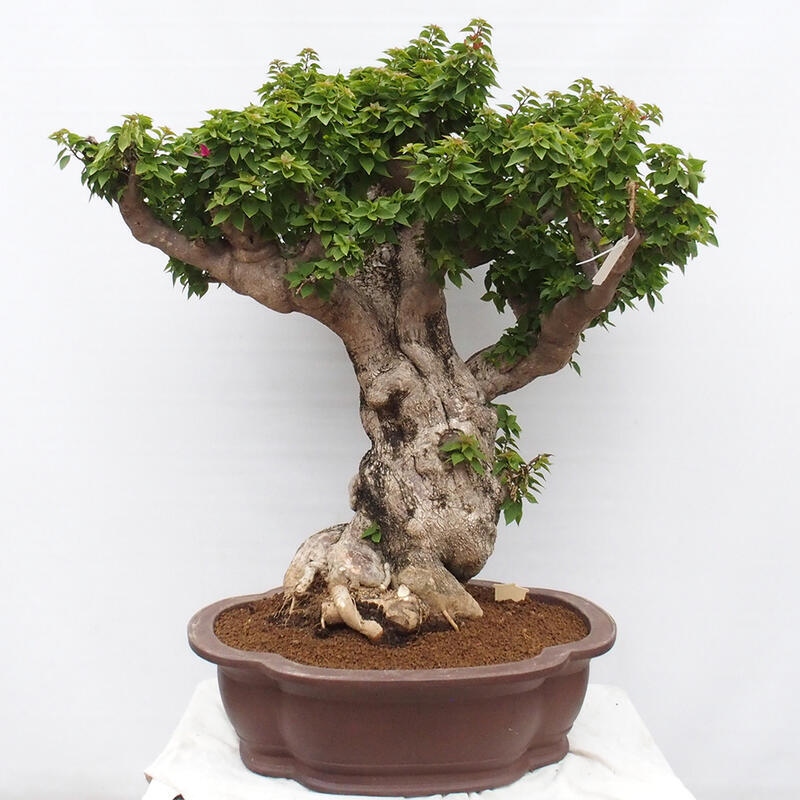 Pokojová bonsai - Bouganwilea