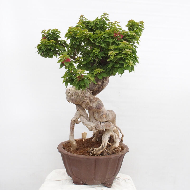 Pokojová bonsai - Bouganwilea